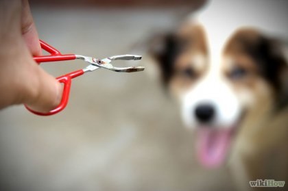 Cum să ai grijă de un câine abandonat