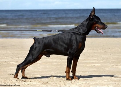 Cum să fotografiezi în mod corespunzător un Doberman care fotografiază un câine Dobermann în raft, poziția pe genunchi