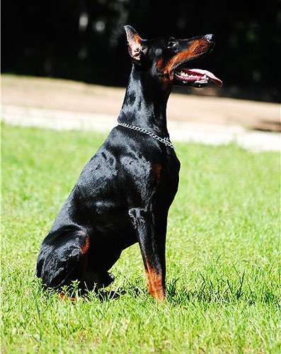 Cum să fotografiezi în mod corespunzător un Doberman care fotografiază un câine Dobermann în raft, poziția pe genunchi