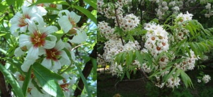 Cum flori de ghimbir, sau copaci în floare, blog-flori