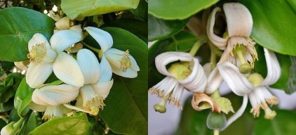 Cum flori de ghimbir, sau copaci în floare, blog-flori