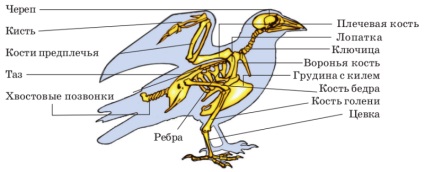 Cum sunt aripile porumbei, precum și alte părți ale corpului și ale organelor acestor păsări