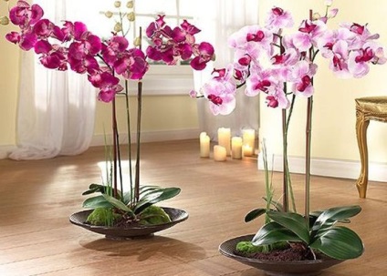 Hogyan törődjünk az orchideákkal, válaszolunk a kérdéseire