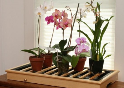 Hogyan törődjünk az orchideákkal, válaszolunk a kérdéseire