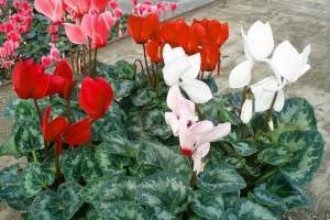 Cum să aibă grijă de flori de interior flori europene de ciclamen grija