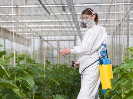 Cum sa alegi legume fara pesticide! Gânduri despre tot