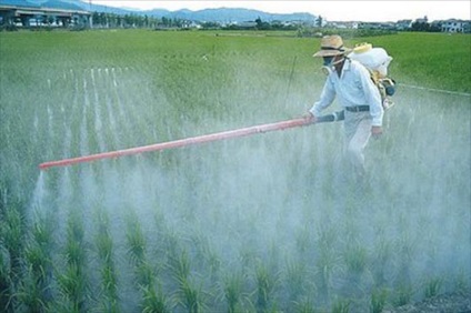 Cum sa alegi legume fara pesticide! Gânduri despre tot