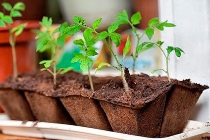 Hogyan növekszik a paradicsom az üvegházban minden agrár-titok
