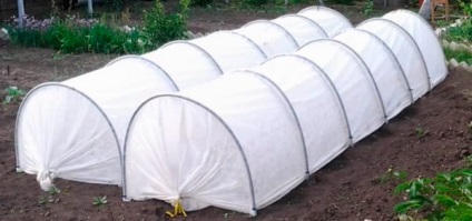 Hogyan növekszik a paradicsom az üvegházban minden agrár-titok