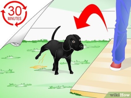 Hogyan lehet felemelni egy kutyát