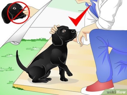Hogyan lehet felemelni egy kutyát