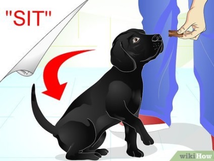 Cum să ridici un câine