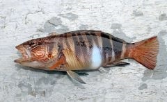 Carp a început să trăiască! Cum să găsiți un loc răcoros