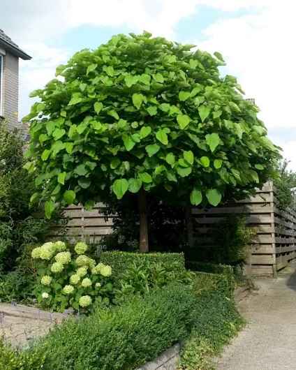 Catalpa proprietati utile, ingrijire in gradina si reproducere