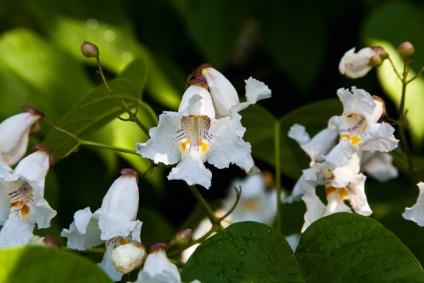 Catalpa proprietati utile, ingrijire in gradina si reproducere