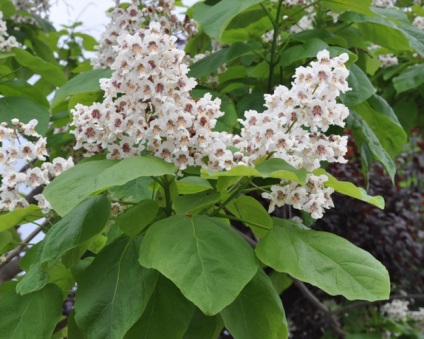 Catalpa proprietati utile, ingrijire in gradina si reproducere