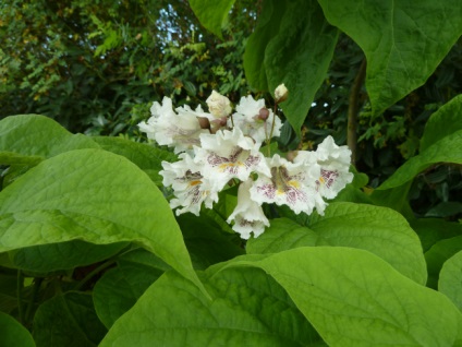 Catalpa proprietati utile, ingrijire in gradina si reproducere