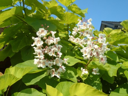 Catalpa proprietati utile, ingrijire in gradina si reproducere