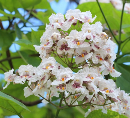 Catalpa proprietati utile, ingrijire in gradina si reproducere