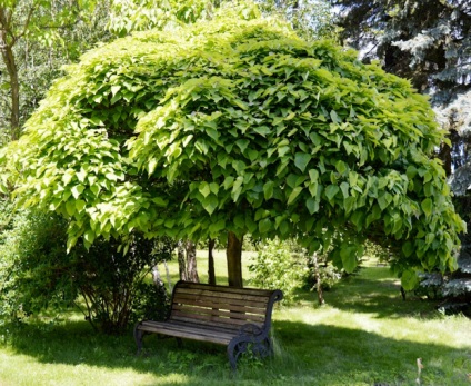 Catalpa proprietati utile, ingrijire in gradina si reproducere