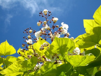 Catalpa proprietati utile, ingrijire in gradina si reproducere