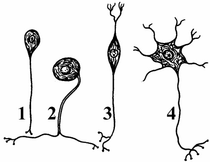 Clasificarea neuronilor