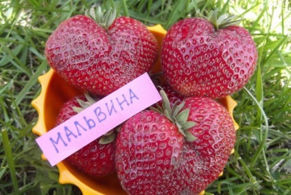 Strawberry Malvina Descrierea soiului, fotografie, recenzii