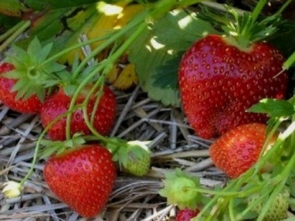 Strawberry Malvina A fajta leírása, fotó, vélemények