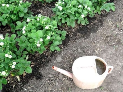 Strawberry Malvina A fajta leírása, fotó, vélemények