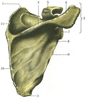 Clavicula és scapula, felső végtagi csontok, oszteológia, anatómia