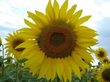 Când culturile de floarea-soarelui sunt plantate (plantate)