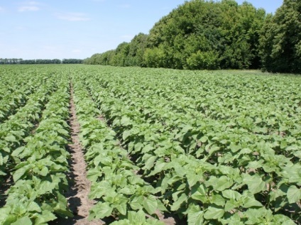 Când culturile de floarea-soarelui sunt plantate (plantate)