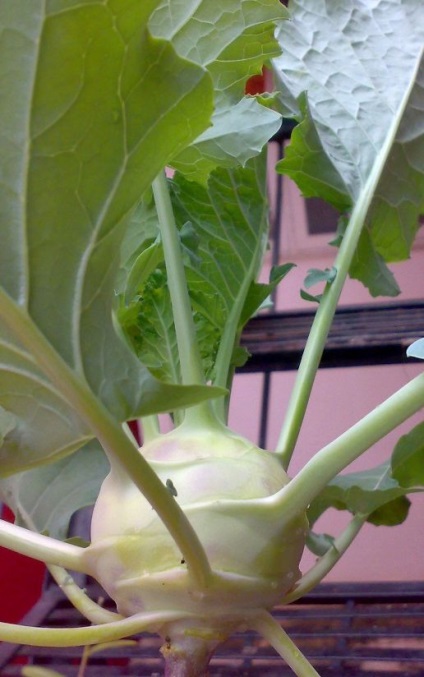 Kohlrabi - îngrijire pentru varză - regulile de cultivare a legumelor, fructelor, florilor în grădină și țară