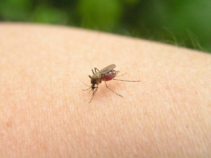 Mosquito mușcături la copii