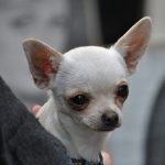 Cine nu se potrivește câinilor de Chihuahua