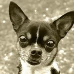 Ki nem fér Chihuahua kutyáknak