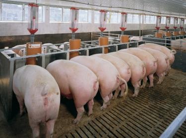 Porci de hrănire cu alimente suculente