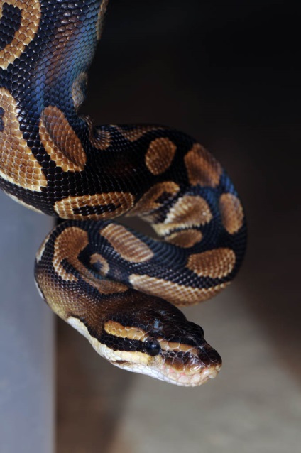 Python regia - exolife, totul despre reptile