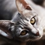 A macska temperamentuma, a szfinx