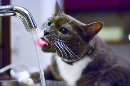 A víz szerelmes macskái (37 fotó)