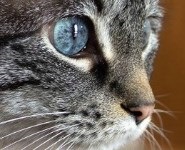 Pisicile văd în gama ultravioletelor, toate inteligente