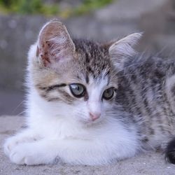 Cat și câine, povești de animale - totul despre pisici și pisici cu dragoste