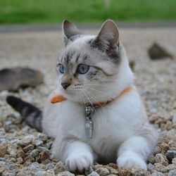 Cat și câine, povești de animale - totul despre pisici și pisici cu dragoste