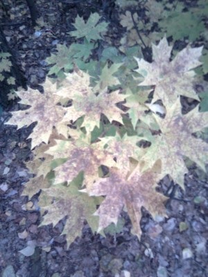 Gyönyörű őszi erdő, színes blog