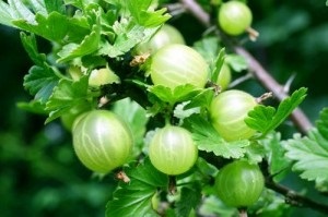 Gooseberries - fundamentele cultivării literare, sezonul de vară