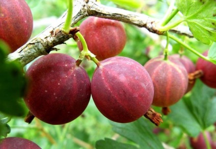 Gooseberries - fundamentele cultivării literare, sezonul de vară