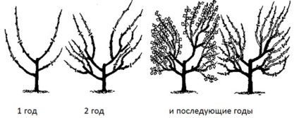 Plantațiile de plantații de acarițare și plantarea în primăvară, soiuri, tăierea, decât procesarea