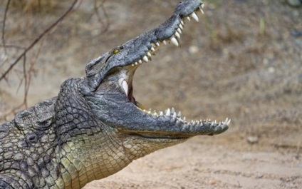 Crocodilul - caracteristici și beneficii