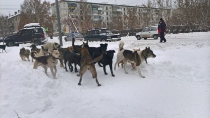 Cine otrăvește câini în Smolensk - Doghanters, oficiali sau psihoși