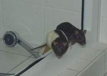 Patkányok fürdőzése - karbantartás és gondozás - természet és állatok
